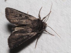 Lycophotia molothina