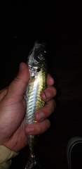Trachurus symmetricus