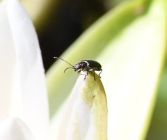 Microtheca ochroloma