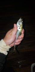 Trachurus symmetricus