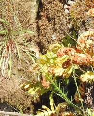 Anarrhinum bellidifolium