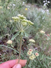 Eriogonum heracleoides leucophaeum