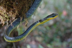 Chironius septentrionalis