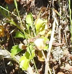 Anarrhinum bellidifolium