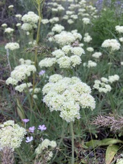 Eriogonum heracleoides leucophaeum