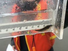 Clinocottus acuticeps