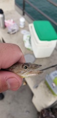 Synodus lucioceps