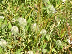 Trifolium diffusum