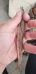 Synodus lucioceps