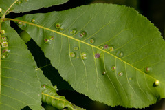 Phylloxera foveola