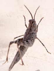 Psinidia fenestralis