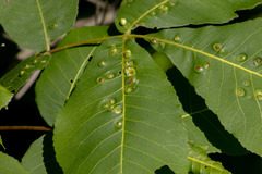 Phylloxera foveola