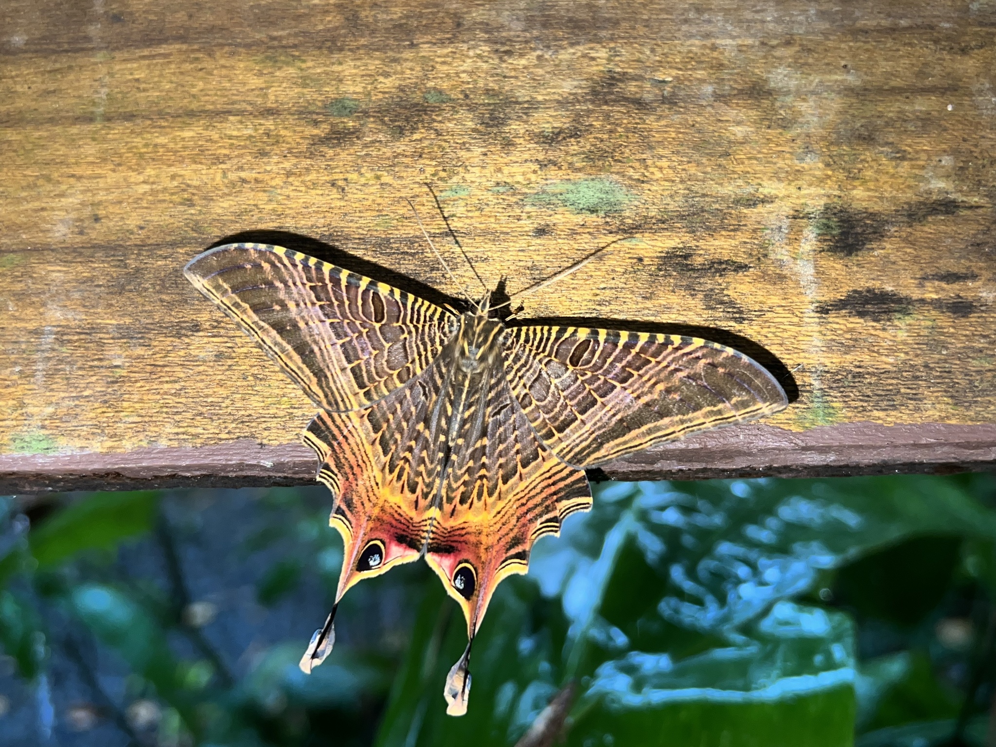 Nothus lunus Linnaeus, 1758