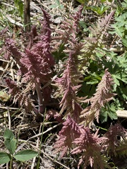 Pedicularis procera
