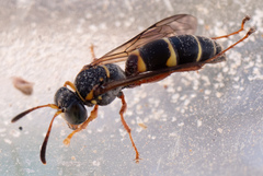 Tanyoprymnus moneduloides