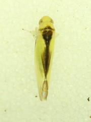 Edwardsiana commissuralis
