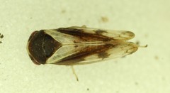 Oncopsis californica