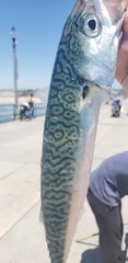 Scomber japonicus