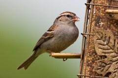 Spizella passerina image