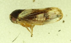 Oncopsis californica