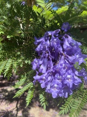 Jacaranda mimosifolia
