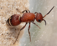 Timulla ferrugata