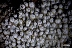 Pertusaria subvelata