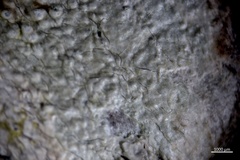 Pertusaria subvelata