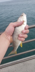 Umbrina roncador