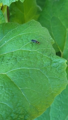 Trypherus frisoni