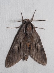 Sphinx maurorum