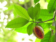Tabernaemontana litoralis