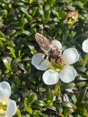 Myopa clausa