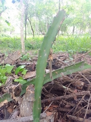 Acanthocereus tetragonus