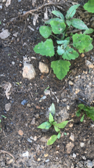 Chenopodium album
