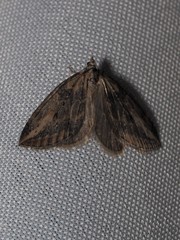 Chesias isabella
