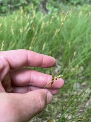 Carex siccata