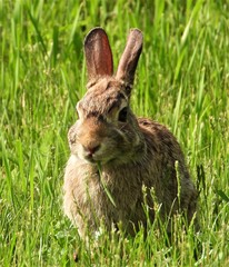 Sylvilagus floridanus
