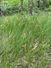 Carex siccata