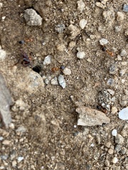 Dorymyrmex bicolor