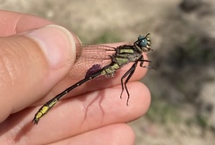 Hylogomphus geminatus