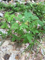 Rubus idaeus strigosus