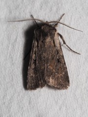 Lycophotia molothina