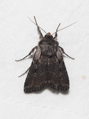 Lycophotia molothina