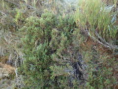 Dracophyllum pearsonii