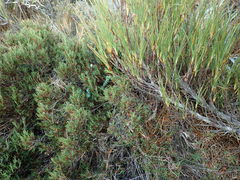 Dracophyllum pearsonii