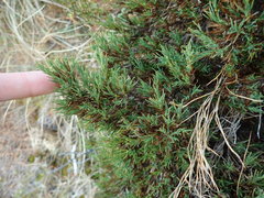 Dracophyllum pearsonii