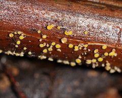 Lachnum pteridophyllum