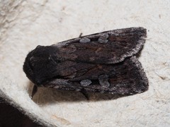 Lycophotia molothina