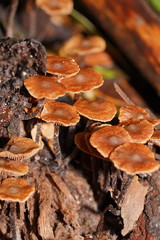 Kuehneromyces brunneoalbescens